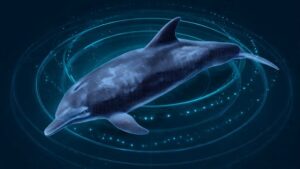 Dolphin Radar Explained: How Dolphins Navigate and Hunt with Echolocation