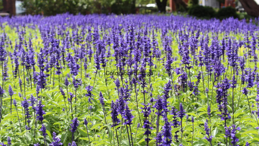 Coloration Indigo: Meaning, Uses, and Color Psychology Explained