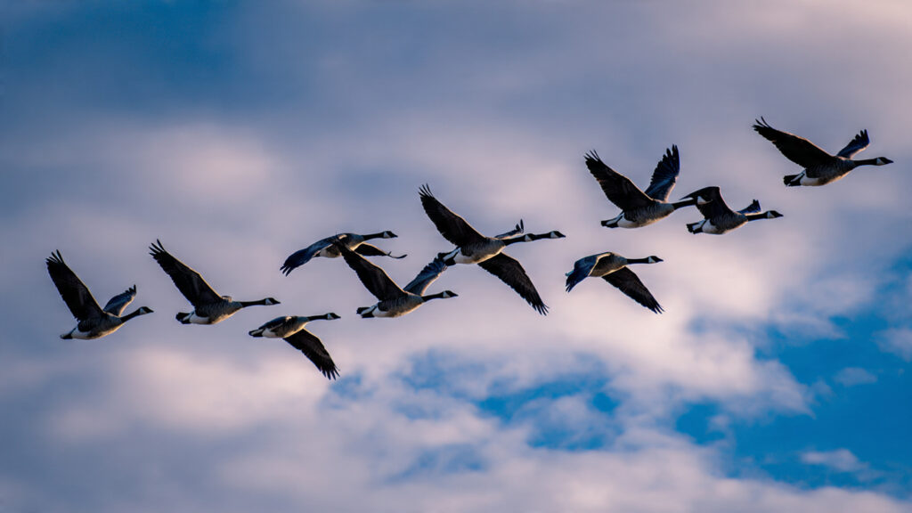 flock : geese :: business : ___Reasoning Puzzle Solved