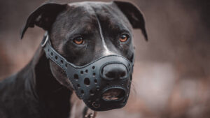 How to Choose the Best Dog Muzzle for Comfort & Safety