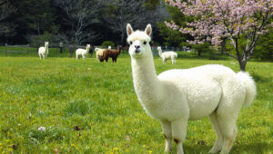 Hitsujikai Arupaka: Discover the Secrets Behind These Gentle Alpacas