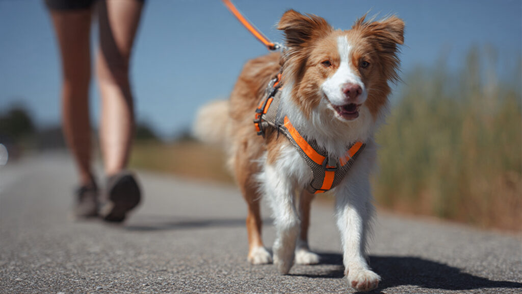 MyHarness Makes Every Dog Walk Fun and Easy!
